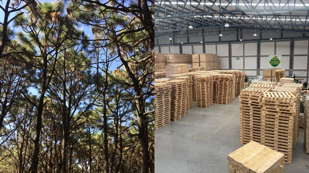 El carbono biogénico y la madera como almacén de carbono